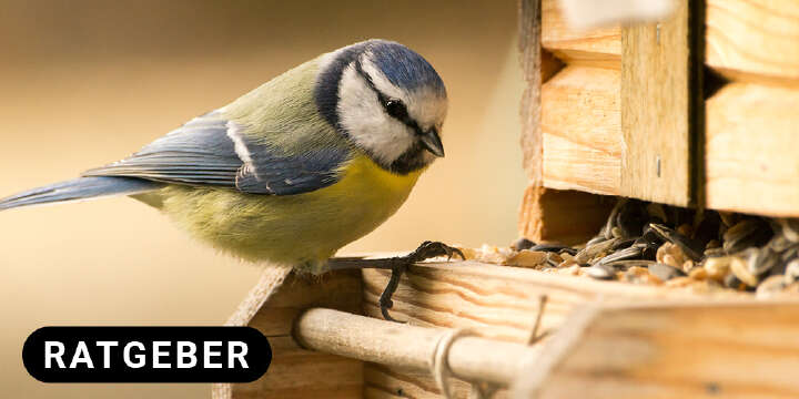 themenwelt titel wildvogel 1000x500